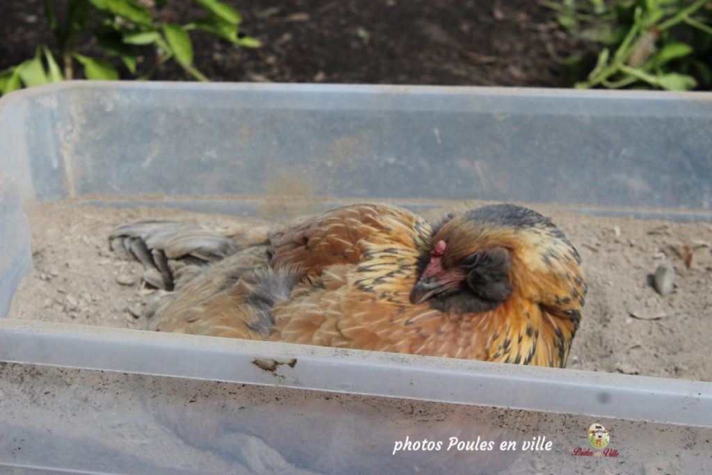 dust bath