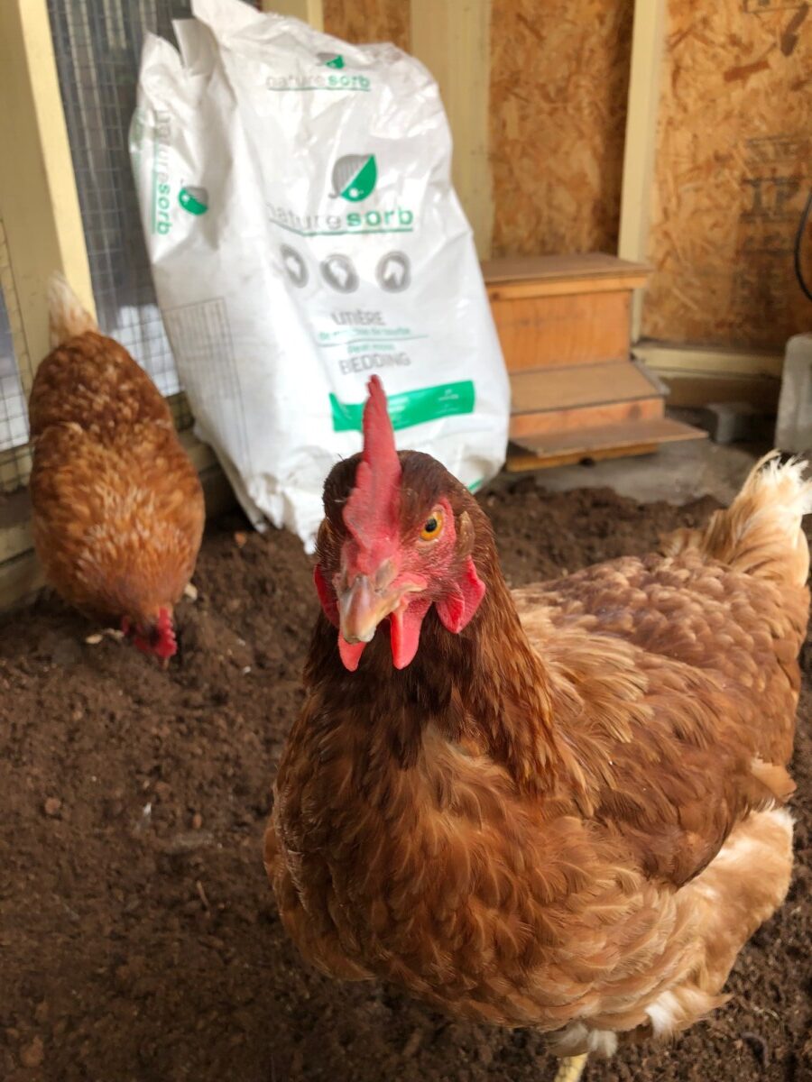 Cleaning the chicken coop Poules en Ville
