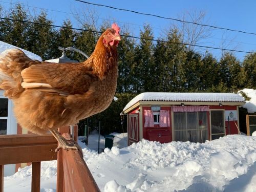 Winter Chicken Coop Preparation
