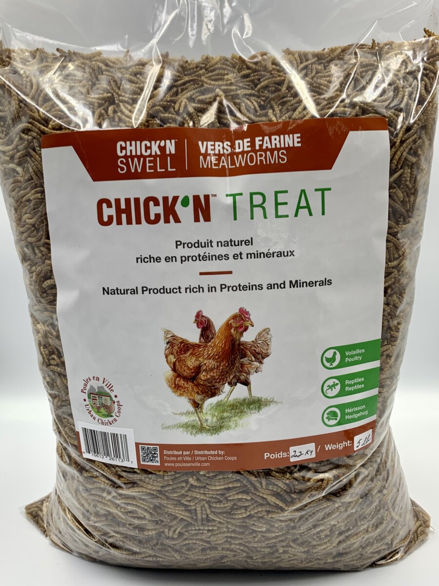 Vers de farine pour les poules : comment les élever  Vers de farine,  Poulets d'élevage, Alimentation poule